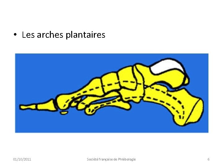  • Les arches plantaires 01/10/2011 Société française de Phlébologie 6 