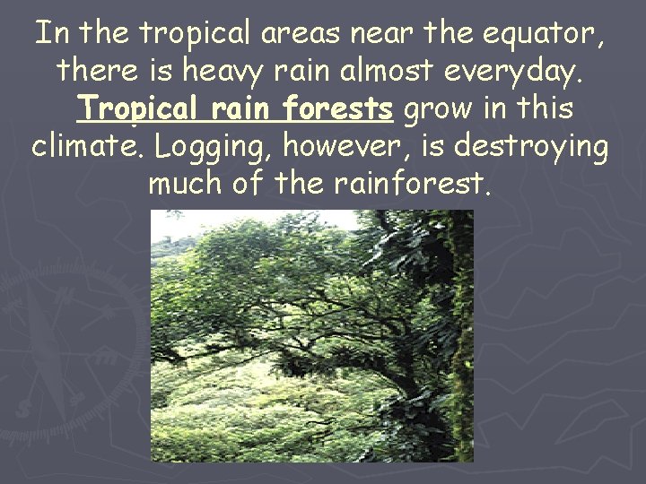 In the tropical areas near the equator, there is heavy rain almost everyday. Tropical