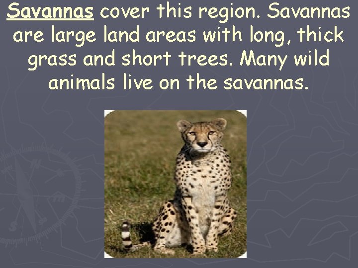 Savannas cover this region. Savannas are large land areas with long, thick grass and