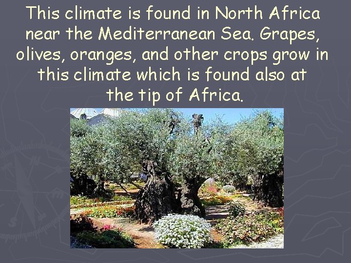 This climate is found in North Africa near the Mediterranean Sea. Grapes, olives, oranges,