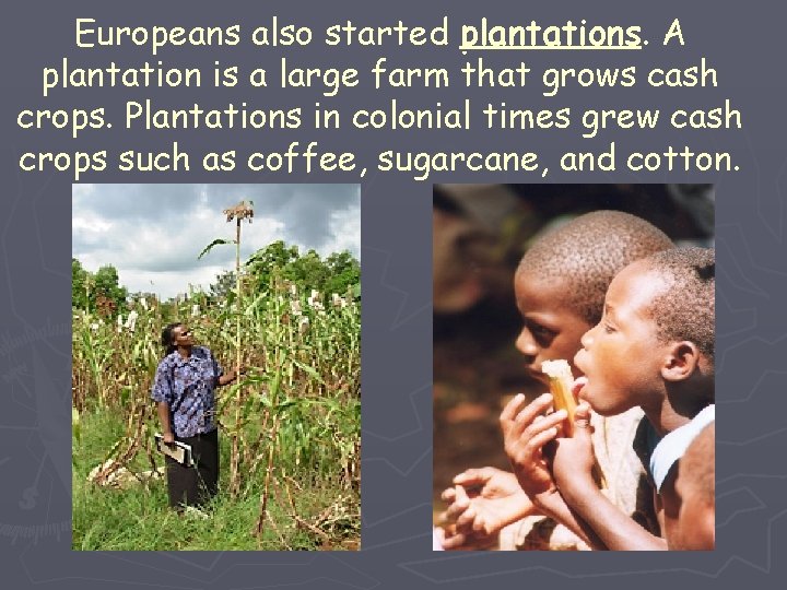 Europeans also started plantations. A plantation is a large farm that grows cash crops.