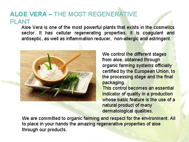 ALOE VERA – THE MOST REGENERATIVE PLANT Aloe Vera is one of the most