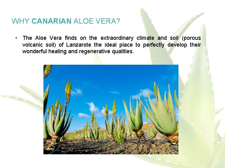 WHY CANARIAN ALOE VERA? • The Aloe Vera finds on the extraordinary climate and