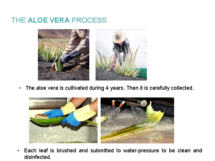 THE ALOE VERA PROCESS • The aloe vera is cultivated during 4 years. Then