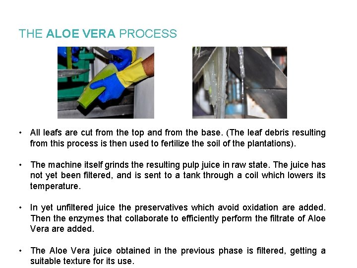 THE ALOE VERA PROCESS • All leafs are cut from the top and from