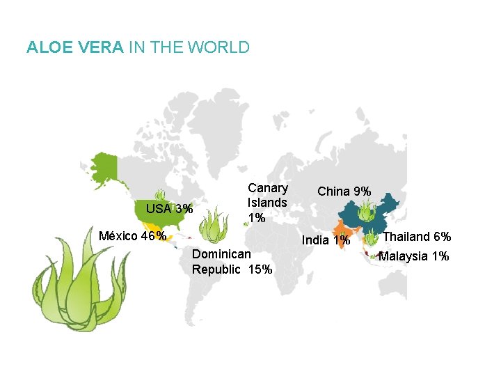 ALOE VERA IN THE WORLD USA 3% Canary Islands 1% México 46% Dominican Republic