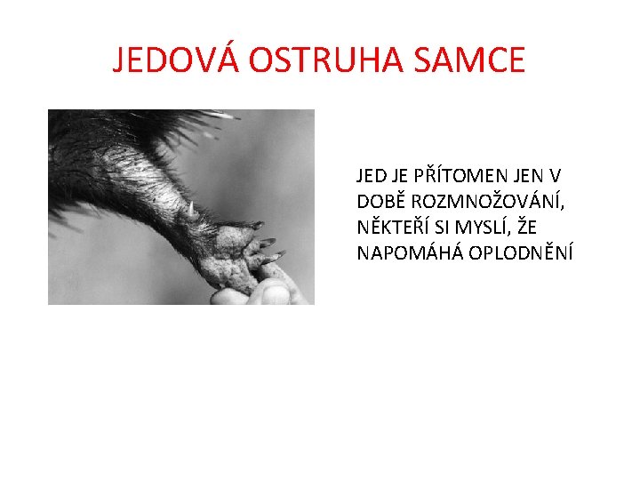 JEDOVÁ OSTRUHA SAMCE JED JE PŘÍTOMEN JEN V DOBĚ ROZMNOŽOVÁNÍ, NĚKTEŘÍ SI MYSLÍ, ŽE