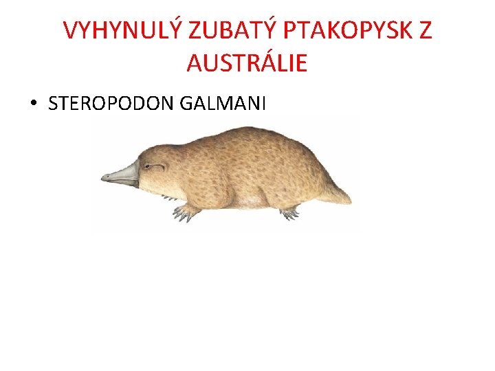 VYHYNULÝ ZUBATÝ PTAKOPYSK Z AUSTRÁLIE • STEROPODON GALMANI 