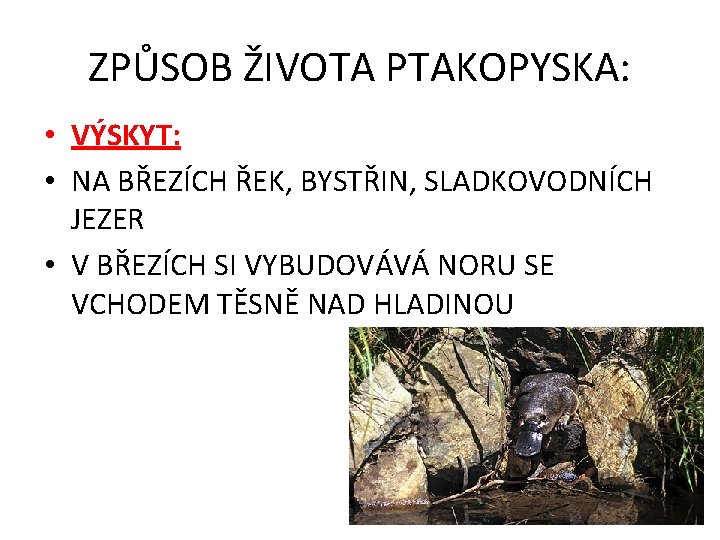 ZPŮSOB ŽIVOTA PTAKOPYSKA: • VÝSKYT: • NA BŘEZÍCH ŘEK, BYSTŘIN, SLADKOVODNÍCH JEZER • V