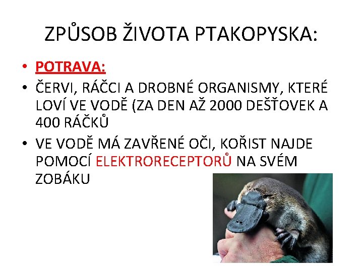 ZPŮSOB ŽIVOTA PTAKOPYSKA: • POTRAVA: • ČERVI, RÁČCI A DROBNÉ ORGANISMY, KTERÉ LOVÍ VE