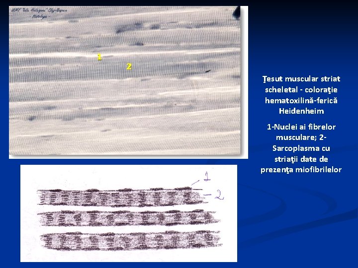 Ţesut muscular striat scheletal - coloraţie hematoxilină-ferică Heidenheim 1 -Nuclei ai fibrelor musculare; 2