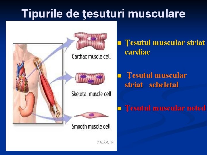 Tipurile de ţesuturi musculare n Ţesutul muscular striat cardiac n Ţesutul muscular striat scheletal
