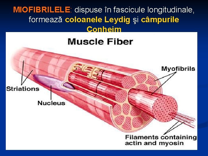 MIOFIBRILELE: dispuse în fascicule longitudinale, formează coloanele Leydig şi câmpurile Conheim 