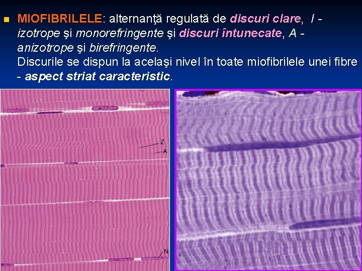 n MIOFIBRILELE: alternanţă regulată de discuri clare, I izotrope şi monorefringente şi discuri întunecate,