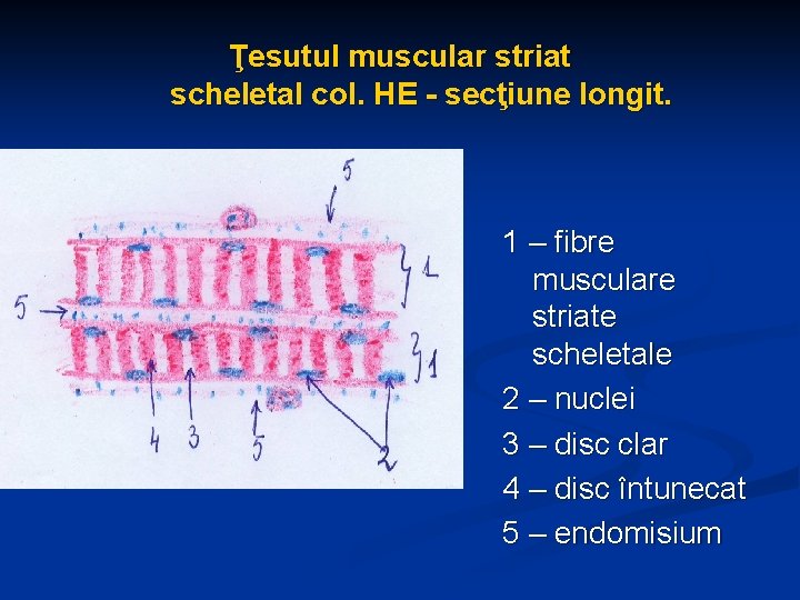 Ţesutul muscular striat scheletal col. HE - secţiune longit. 1 – fibre musculare striate
