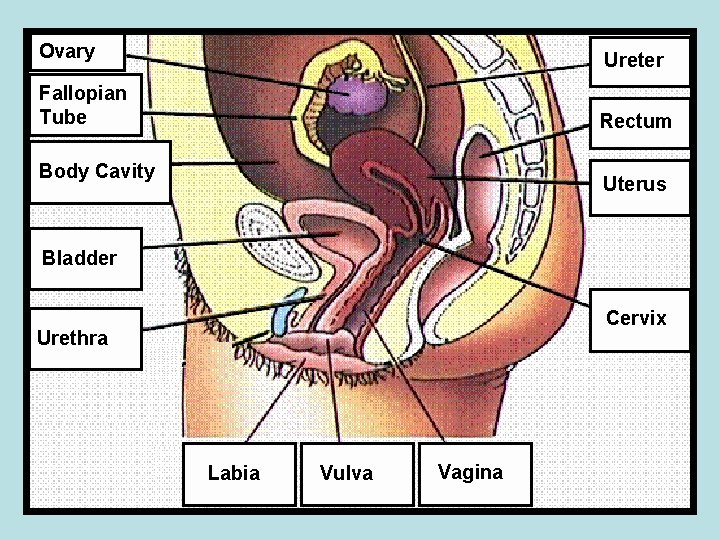 Ovary Ureter Fallopian Tube Rectum Body Cavity Uterus Bladder Cervix Urethra Labia Vulva Vagina