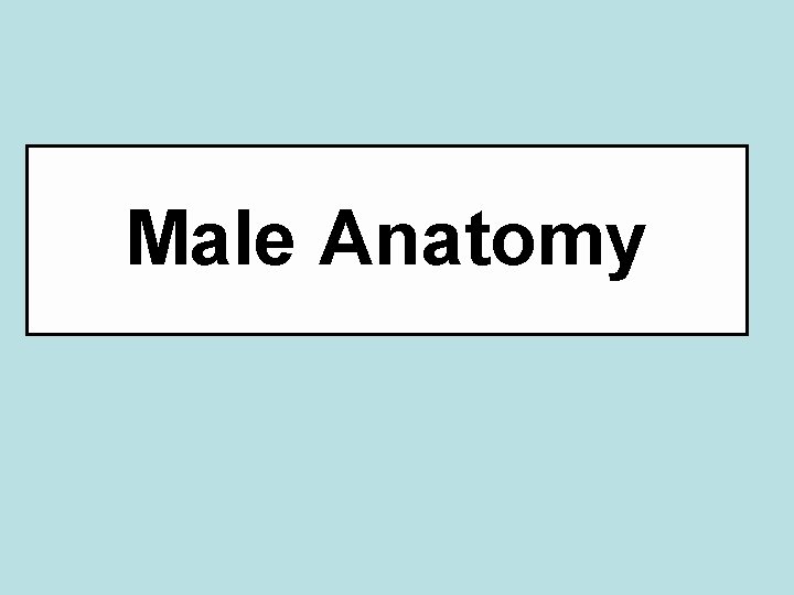 Male Anatomy 