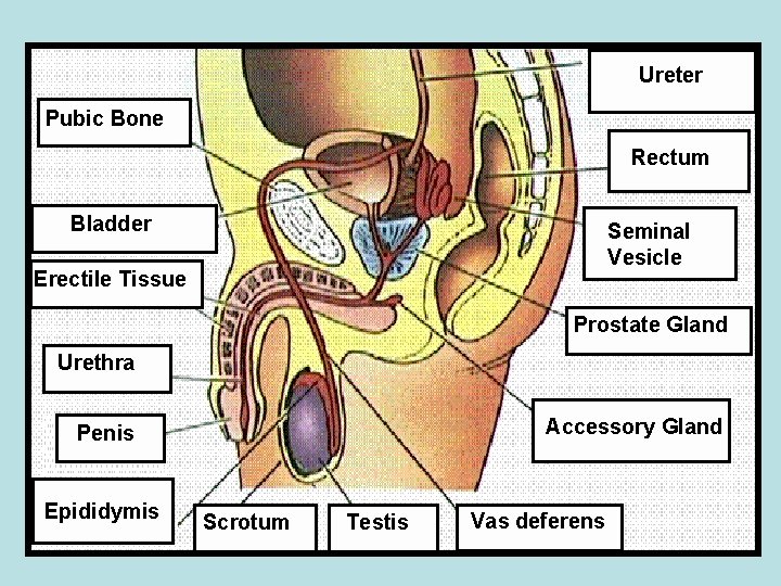 Ureter Pubic Bone Rectum Bladder Seminal Vesicle Erectile Tissue Prostate Gland Urethra Accessory Gland