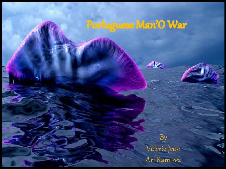 Portuguese Man’O War By Valerie Jean Ari Ramirez 