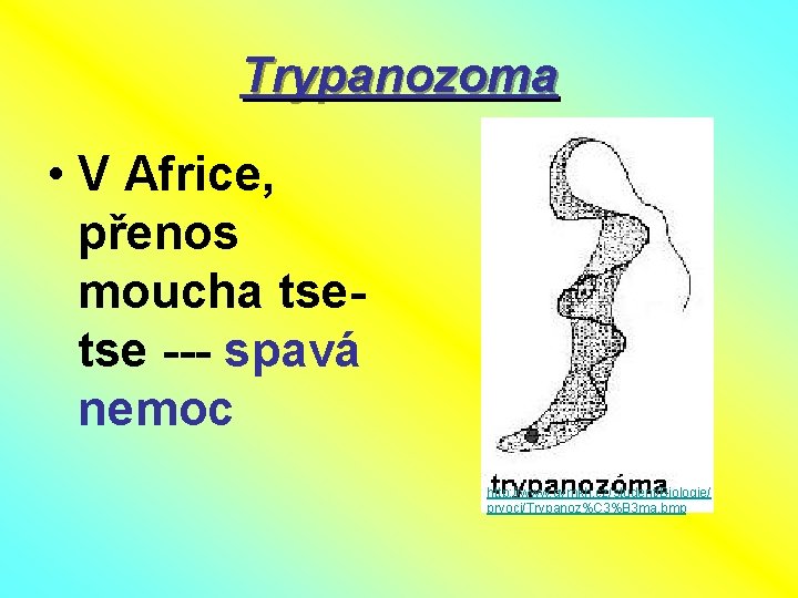 Trypanozoma • V Africe, přenos moucha tsetse --- spavá nemoc http: //www. gymkh. cz/student/Biologie/
