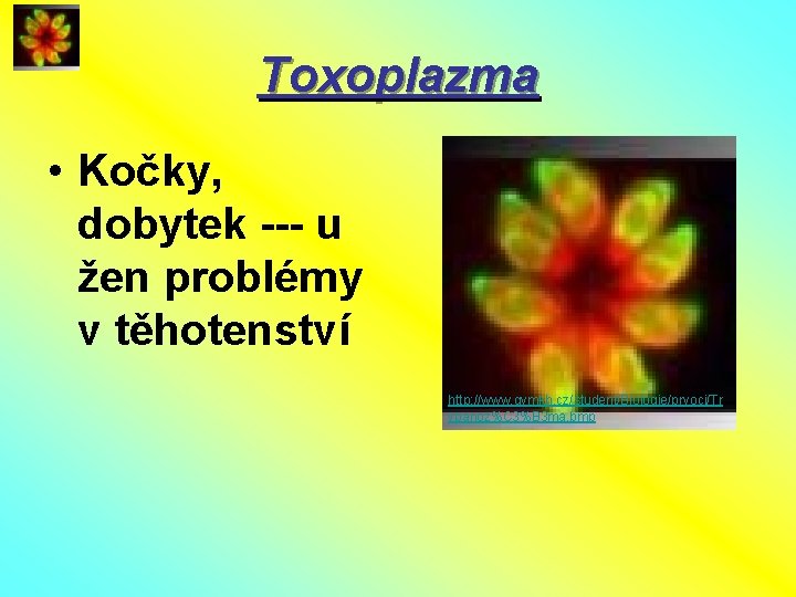 Toxoplazma • Kočky, dobytek --- u žen problémy v těhotenství http: //www. gymkh. cz/student/Biologie/prvoci/Tr