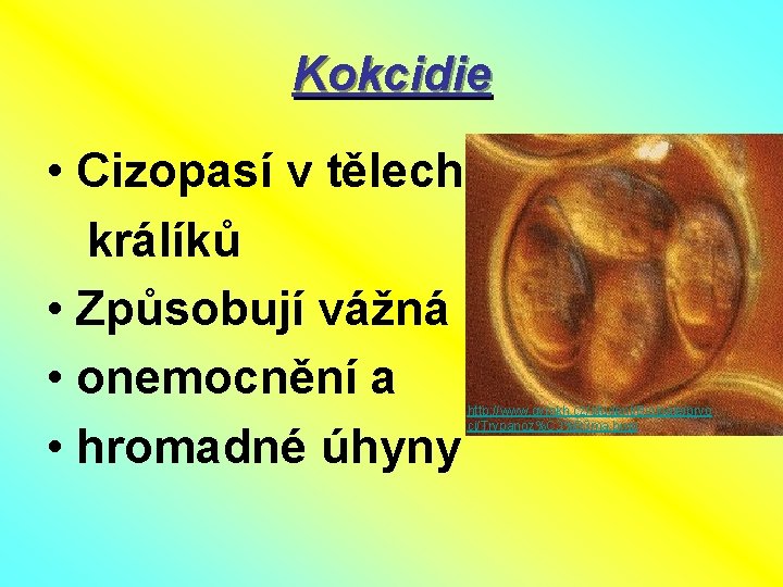 Kokcidie • Cizopasí v tělech králíků • Způsobují vážná • onemocnění a • hromadné