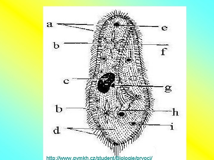 http: //www. gymkh. cz/student/Biologie/prvoci/ 