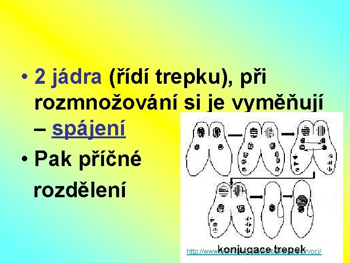  • 2 jádra (řídí trepku), při rozmnožování si je vyměňují – spájení •