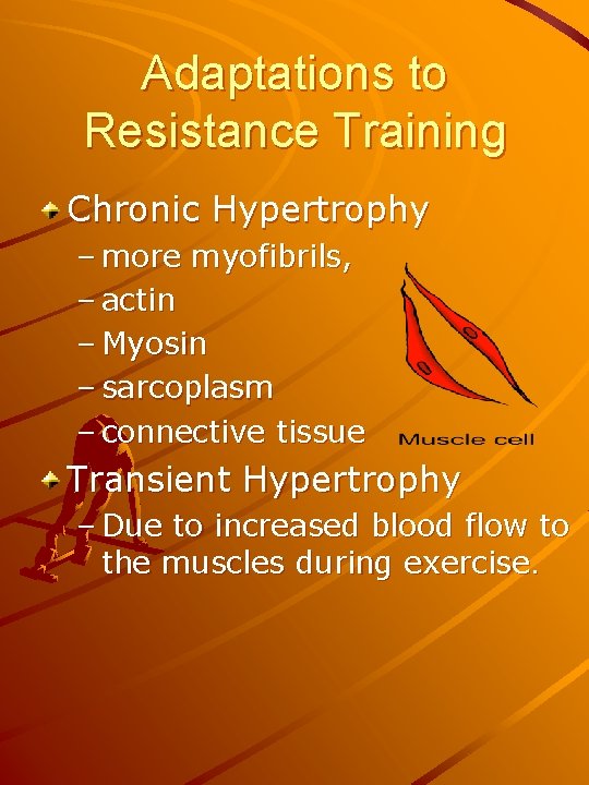 Adaptations to Resistance Training Chronic Hypertrophy – more myofibrils, – actin – Myosin –