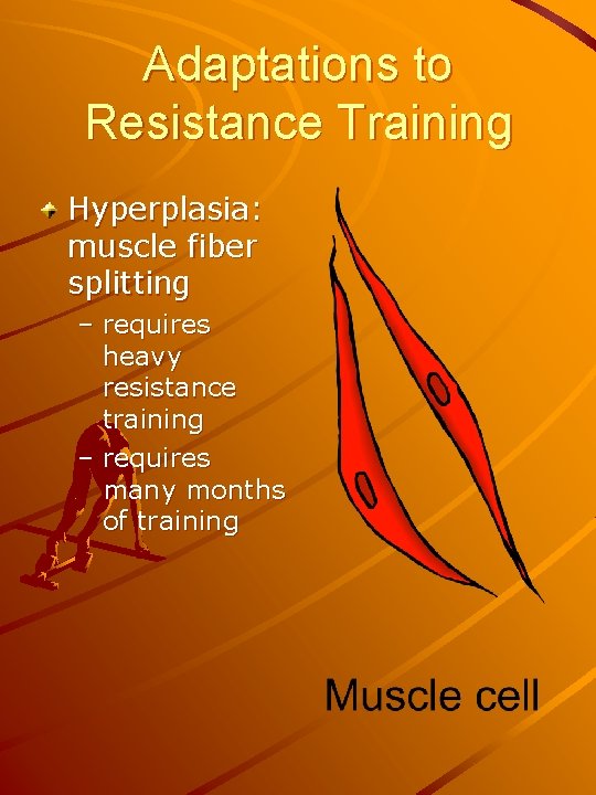 Adaptations to Resistance Training Hyperplasia: muscle fiber splitting – requires heavy resistance training –