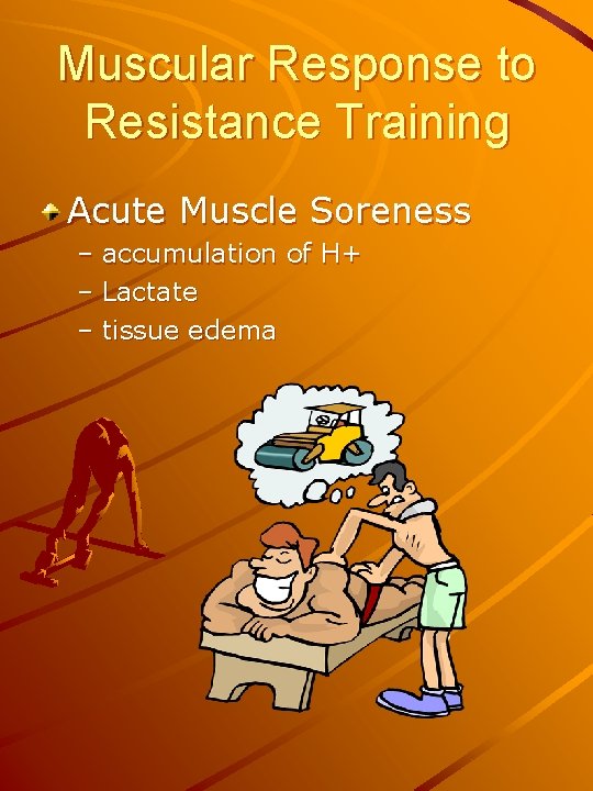 Muscular Response to Resistance Training Acute Muscle Soreness – accumulation of H+ – Lactate