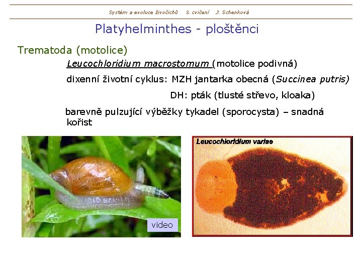 Systém a evoluce živočichů 3. cvičení J. Schenková Platyhelminthes - ploštěnci Trematoda (motolice) Leucochloridium