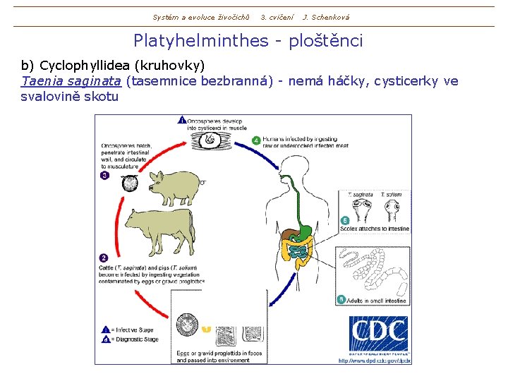 Systém a evoluce živočichů 3. cvičení J. Schenková Platyhelminthes - ploštěnci b) Cyclophyllidea (kruhovky)