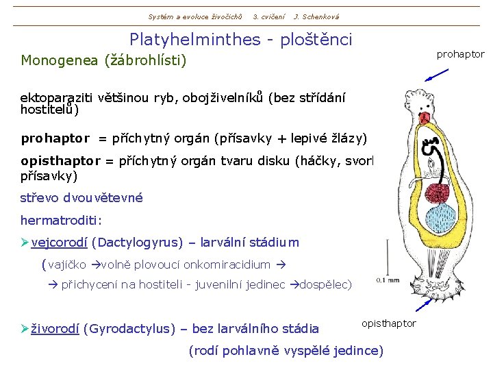 Systém a evoluce živočichů 3. cvičení J. Schenková Platyhelminthes - ploštěnci prohaptor Monogenea (žábrohlísti)