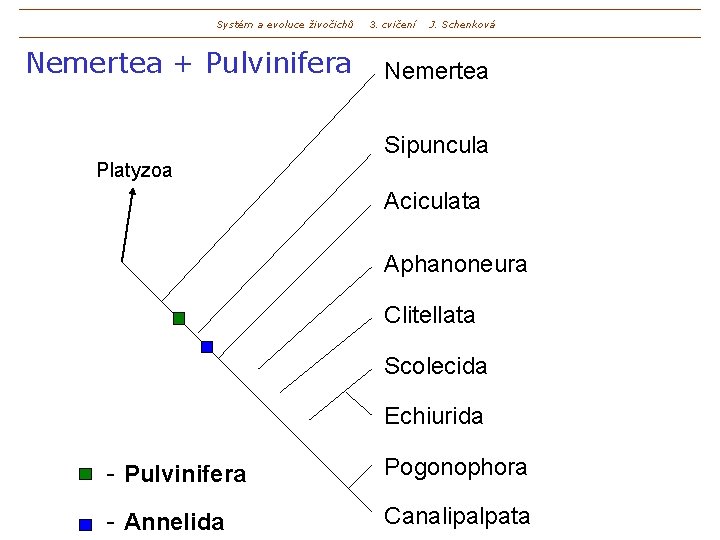 Systém a evoluce živočichů Nemertea + Pulvinifera 3. cvičení J. Schenková Nemertea Sipuncula Platyzoa