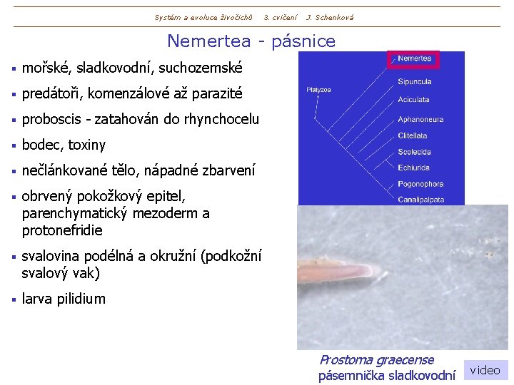 Systém a evoluce živočichů 3. cvičení J. Schenková Nemertea - pásnice § mořské, sladkovodní,