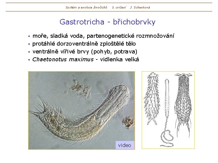 Systém a evoluce živočichů 3. cvičení J. Schenková Gastrotricha - břichobrvky moře, sladká voda,