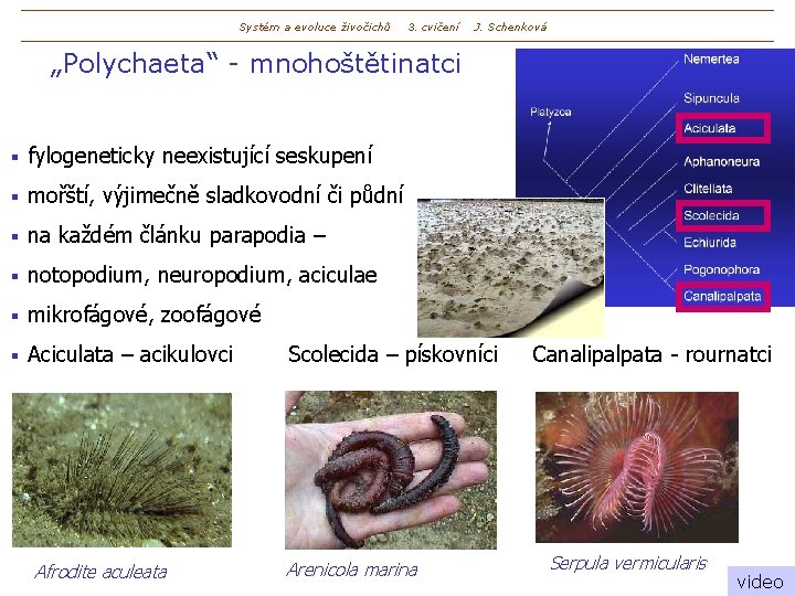 Systém a evoluce živočichů 3. cvičení J. Schenková „Polychaeta“ - mnohoštětinatci § fylogeneticky neexistující