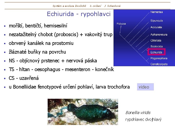 Systém a evoluce živočichů 3. cvičení J. Schenková Echiurida - rypohlavci § mořští, bentičtí,