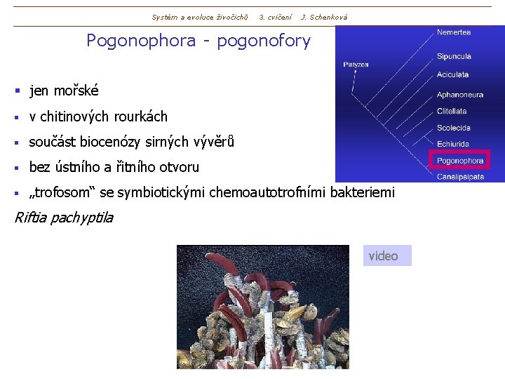 Systém a evoluce živočichů 3. cvičení J. Schenková Pogonophora - pogonofory § jen mořské