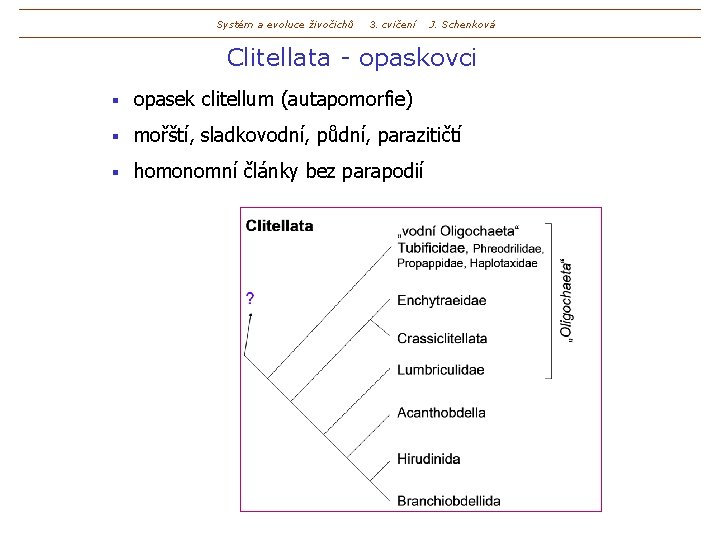 Systém a evoluce živočichů 3. cvičení J. Schenková Clitellata - opaskovci § opasek clitellum