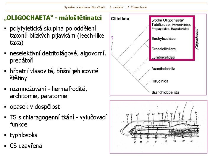 Systém a evoluce živočichů „OLIGOCHAETA“ - máloštětinatci § polyfyletická skupina po oddělení taxonů blízkých