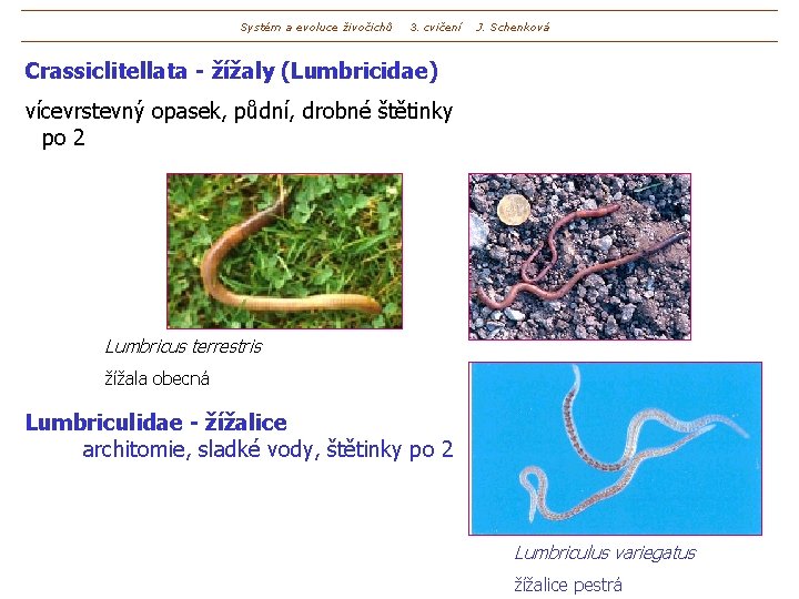 Systém a evoluce živočichů 3. cvičení J. Schenková Crassiclitellata - žížaly (Lumbricidae) vícevrstevný opasek,
