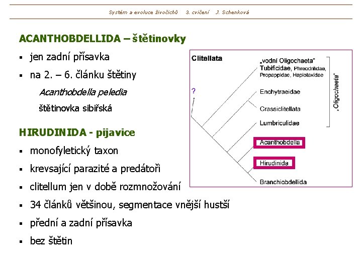 Systém a evoluce živočichů 3. cvičení J. Schenková ACANTHOBDELLIDA – štětinovky § jen zadní