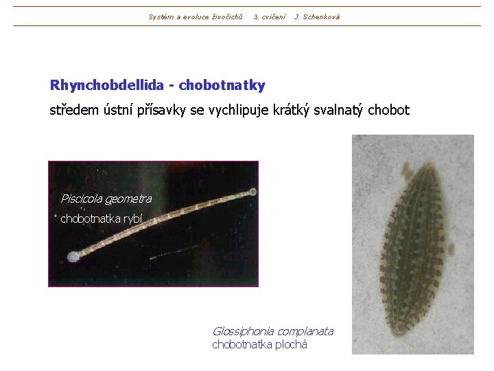 Systém a evoluce živočichů 3. cvičení J. Schenková Rhynchobdellida - chobotnatky středem ústní přísavky