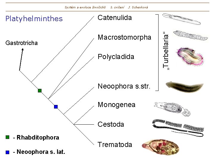 Systém a evoluce živočichů Gastrotricha J. Schenková Catenulida Macrostomorpha Polycladida Neoophora s. str. Monogenea