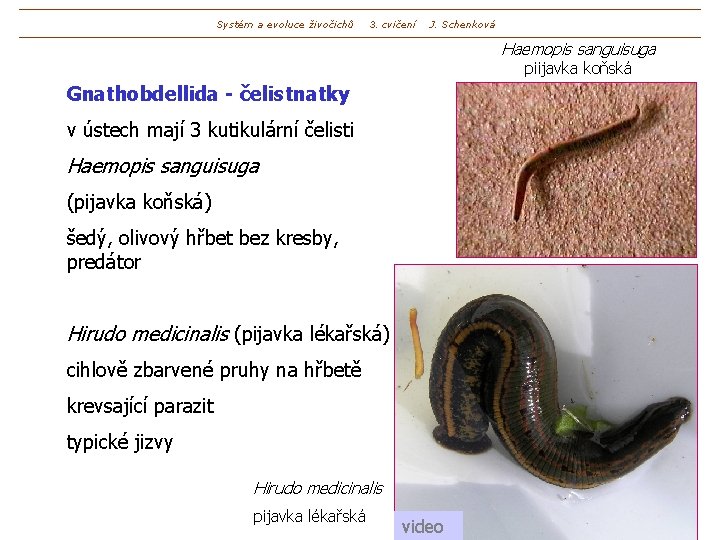 Systém a evoluce živočichů 3. cvičení J. Schenková Haemopis sanguisuga piijavka koňská Gnathobdellida -