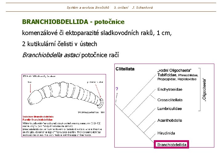 Systém a evoluce živočichů 3. cvičení J. Schenková BRANCHIOBDELLIDA - potočnice komenzálové či ektoparazité