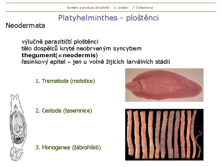 Systém a evoluce živočichů Neodermata 3. cvičení J. Schenková Platyhelminthes - ploštěnci výlučně parazitičtí