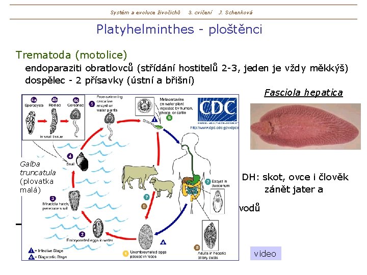 Systém a evoluce živočichů 3. cvičení J. Schenková Platyhelminthes - ploštěnci Trematoda (motolice) endoparaziti